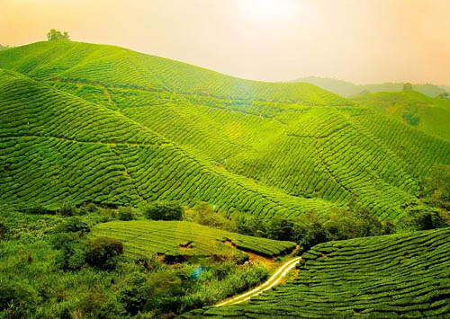 Munnar Tour 3 Nights - 4 Days