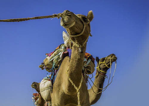 Rajasthan Tour 7 Nights - 8 Days