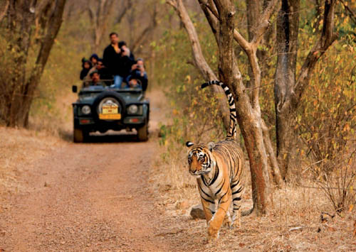 Golden Triangle With Corbett 8 Nights - 9 Days